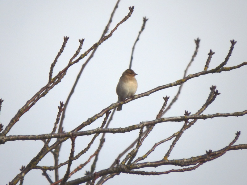 welk vogeltje is dit